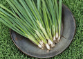 Evergreen Bunching Onion Seeds – Heirloom Vegetable for Mild Scallions, Spring & Fall Garden, Non-Bulbing, 50 Seeds