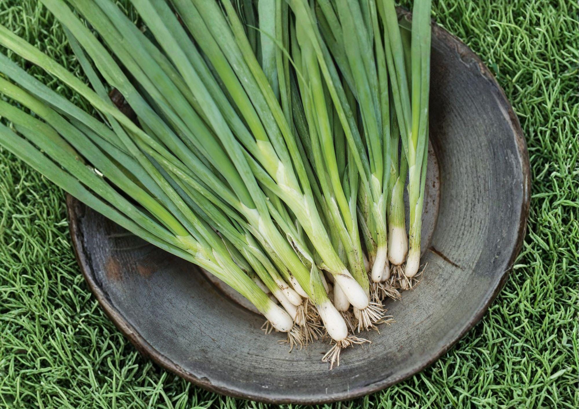 Evergreen Bunching Onion Seeds – Heirloom Vegetable for Mild Scallions, Spring & Fall Garden, Non-Bulbing, 50 Seeds
