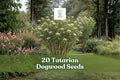 20 Tatarian Dogwood Seeds – Cornus alba Deciduous Shrub with Red Winter Stems for Landscaping