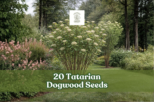 20 Tatarian Dogwood Seeds – Cornus alba Deciduous Shrub with Red Winter Stems for Landscaping