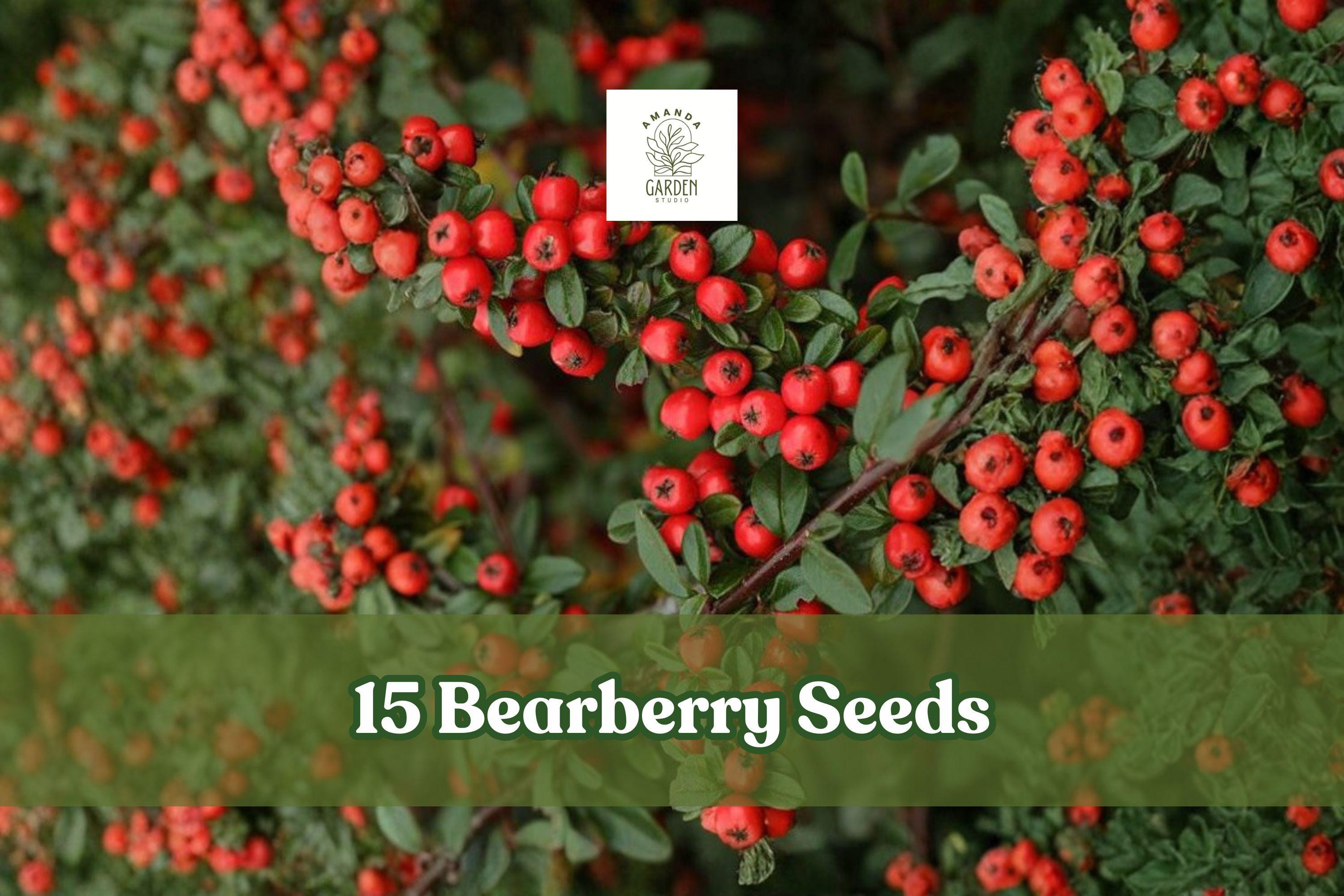 15 Bearberry Seeds - Arctostaphylos uva-ursi Evergreen Ground Cover with Red Berries, Low-Growing Shrub for Rock Gardens and Slopes