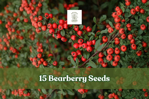 15 Bearberry Seeds - Arctostaphylos uva-ursi Evergreen Ground Cover with Red Berries, Low-Growing Shrub for Rock Gardens and Slopes