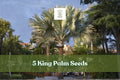 5 King Palm Seeds – Archontophoenix Tropical Palm Tree for Landscaping & Containers
