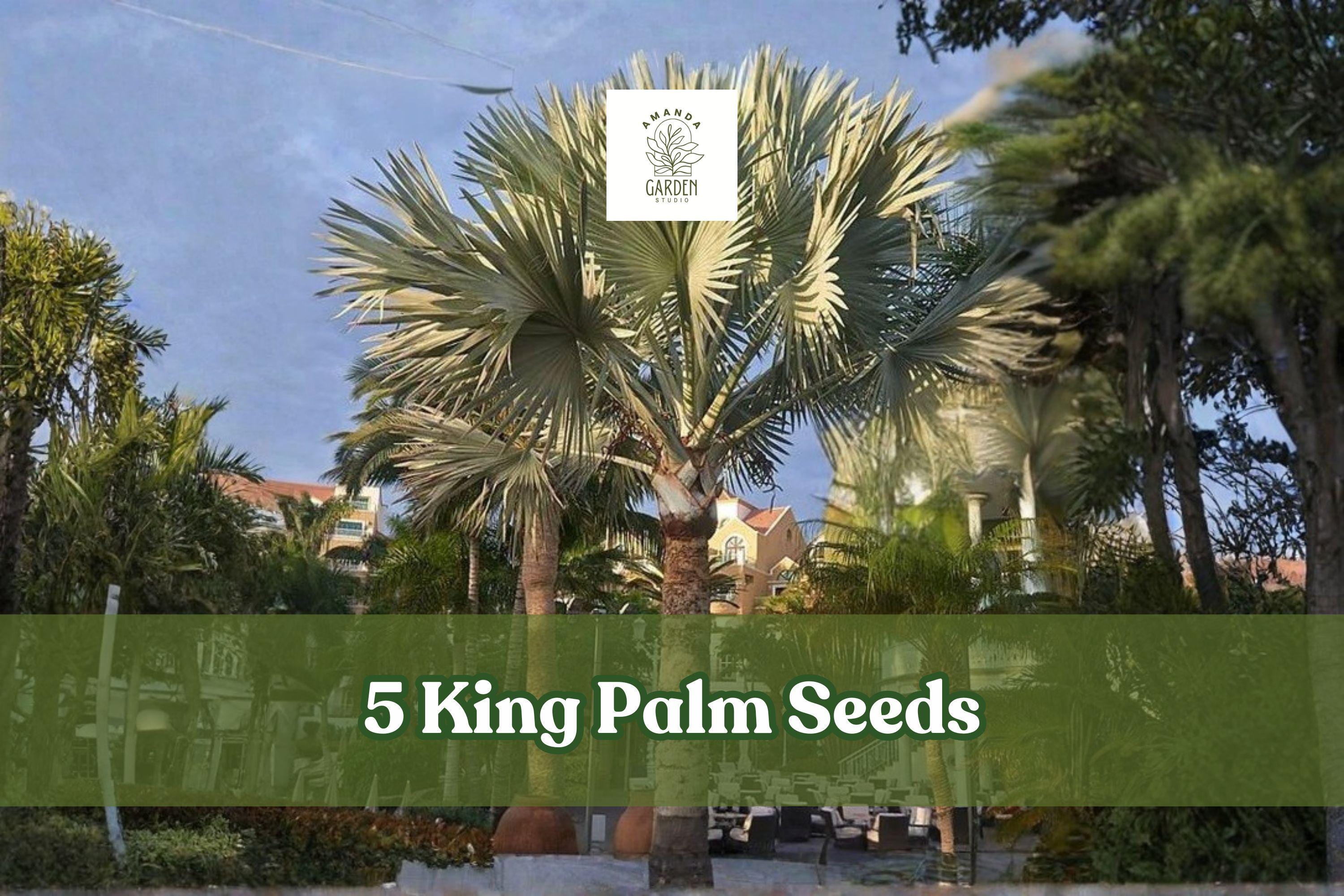 5 King Palm Seeds – Archontophoenix Tropical Palm Tree for Landscaping & Containers