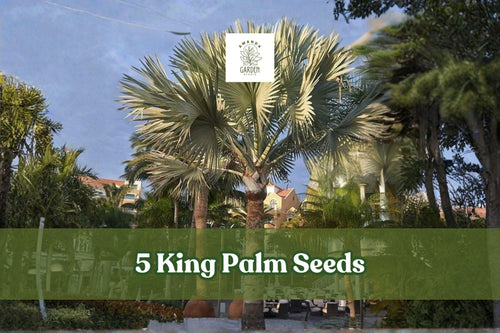 5 King Palm Seeds – Archontophoenix Tropical Palm Tree for Landscaping & Containers