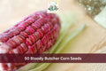 Bloody Butcher Corn Seeds – Heirloom Red Dent Zea mays, 50 Seeds for Garden, Homestead, Grain Growing