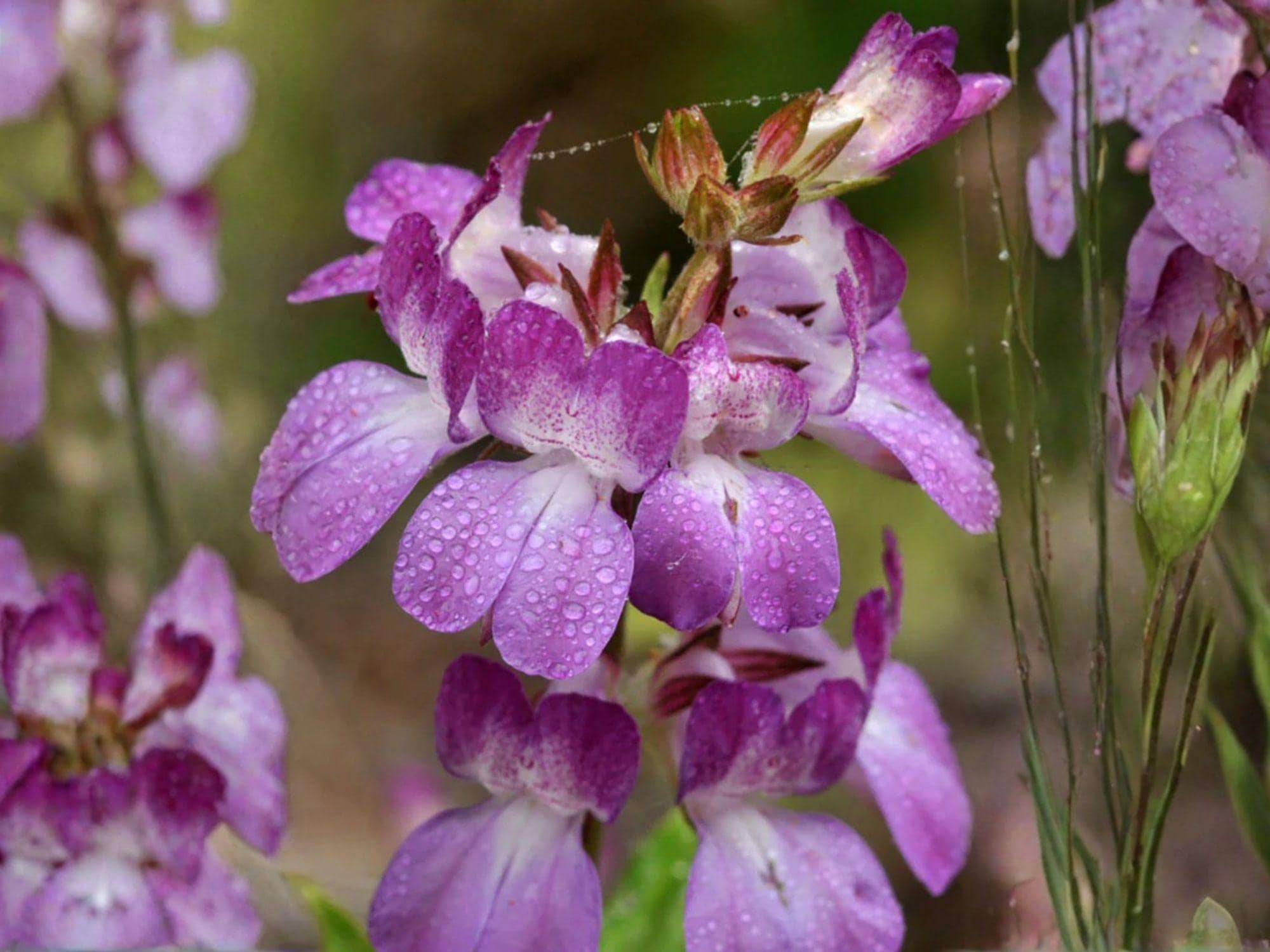 Collinsia heterophylla Seeds – Heirloom Chinese Houses Wildflower Planting – Colorful Tiered Blooms for Cottage Gardens & Pollinator Gardens