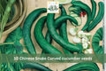 Chinese Snake Curved Cucumber Seeds – 10 Long Asian Heirloom Cucumis sativus for Trellis & Garden Growth