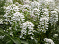 Empress Rocket Candytuft Seeds – Heirloom White Cottage Garden Flower Seeds – Iberis amara, Pollinator-Friendly, Non-GMO, Open-Pollinated