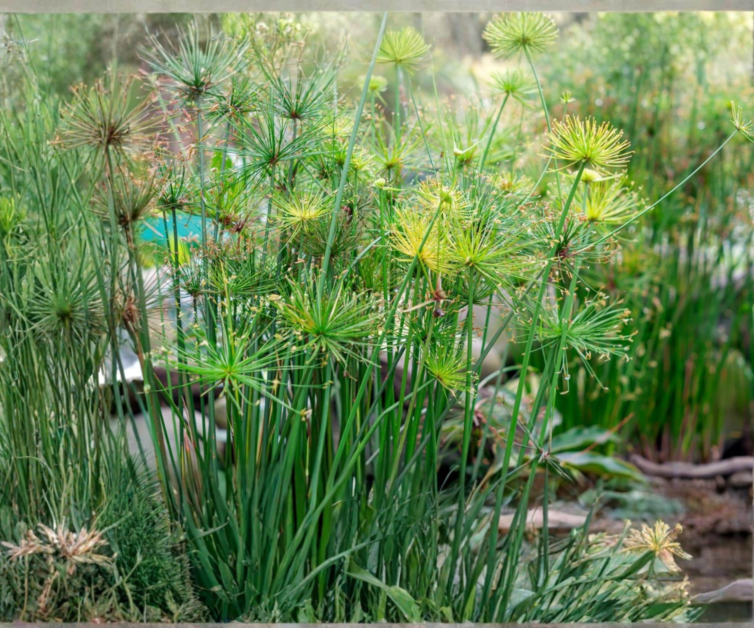 Dwarf Papyrus Pond Plant – Tropical Aquatic Bog Starter Bush – Live Marginal Water Garden Plant – Cyperus papyrus