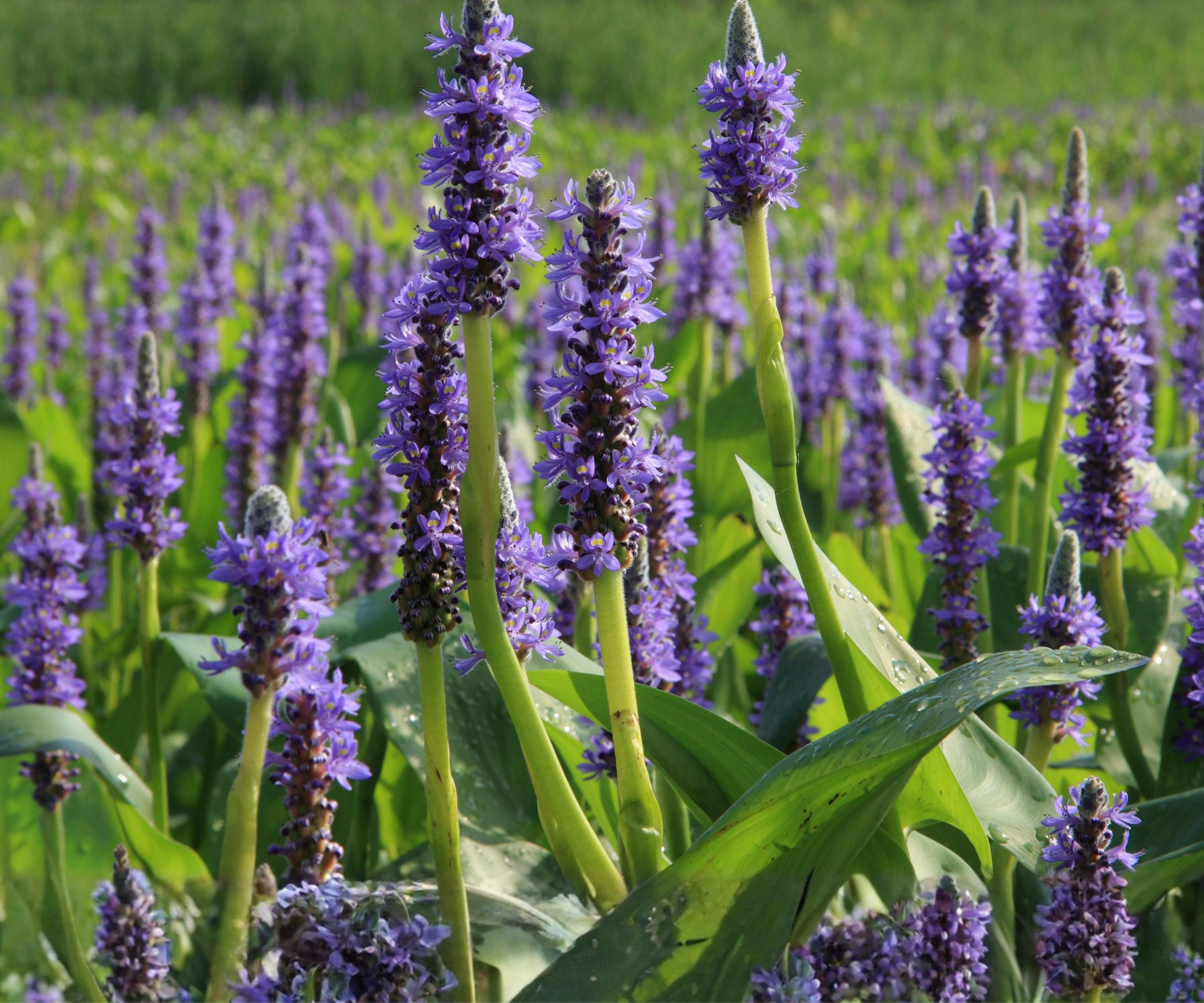 Pickerel Weed Live Plant – Pontederia cordata Aquatic Marginal for Pond Edge, Water Garden, Bog, 2" Pot