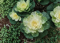 Ornamental Kale Seeds 25 Pack - Vibrant Purple, Pink & Green Foliage - Non-GMO Decorative Plant for Fall & Winter Gardens - Brassica oleracea