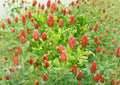Crimson Clover Dixie Trifolium incarnatum Cover Crop Seeds – Non-GMO, Pollinator-Friendly, Soil Fertility, 300 Seeds