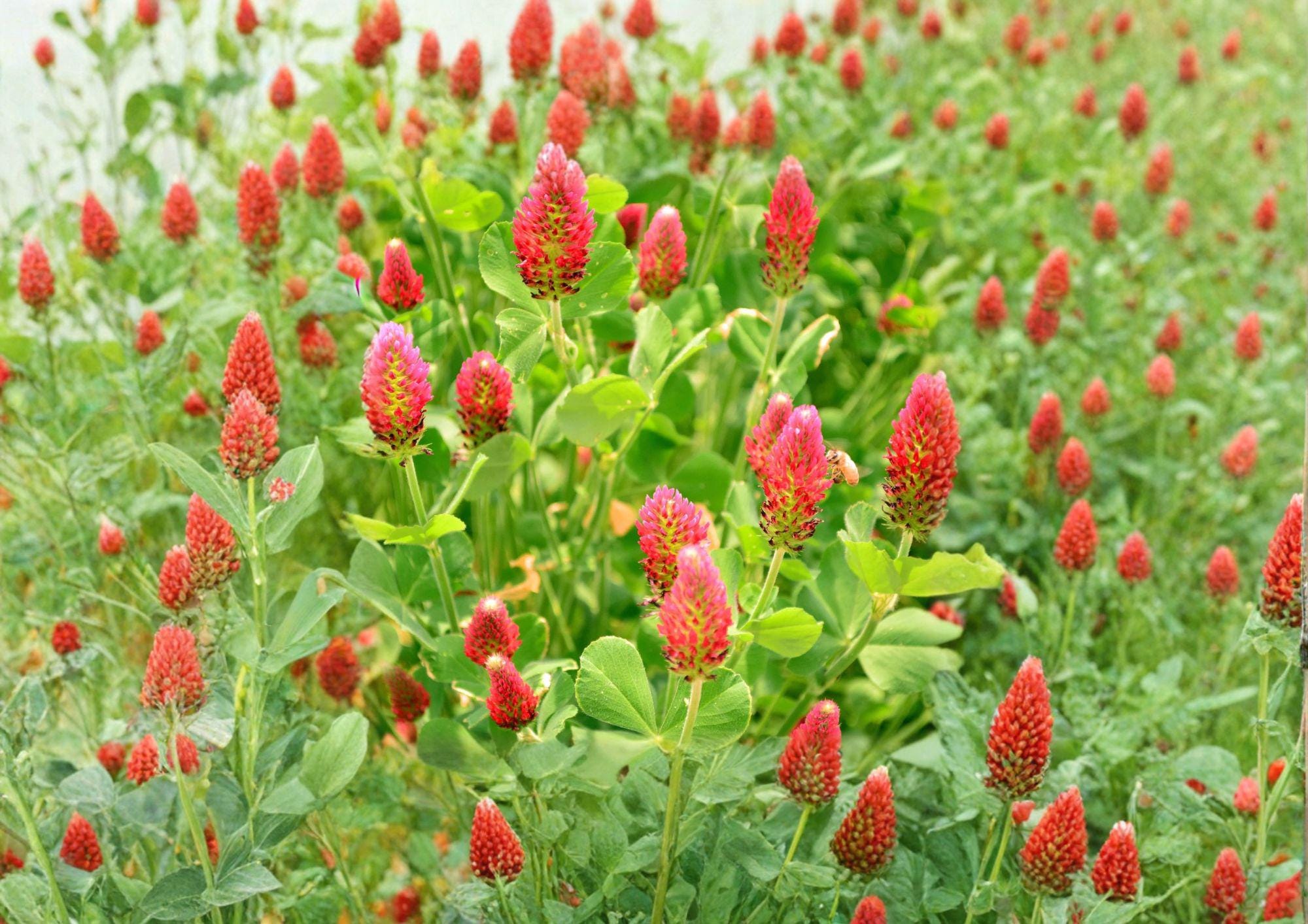 Crimson Clover Dixie Trifolium incarnatum Cover Crop Seeds – Non-GMO, Pollinator-Friendly, Soil Fertility, 300 Seeds