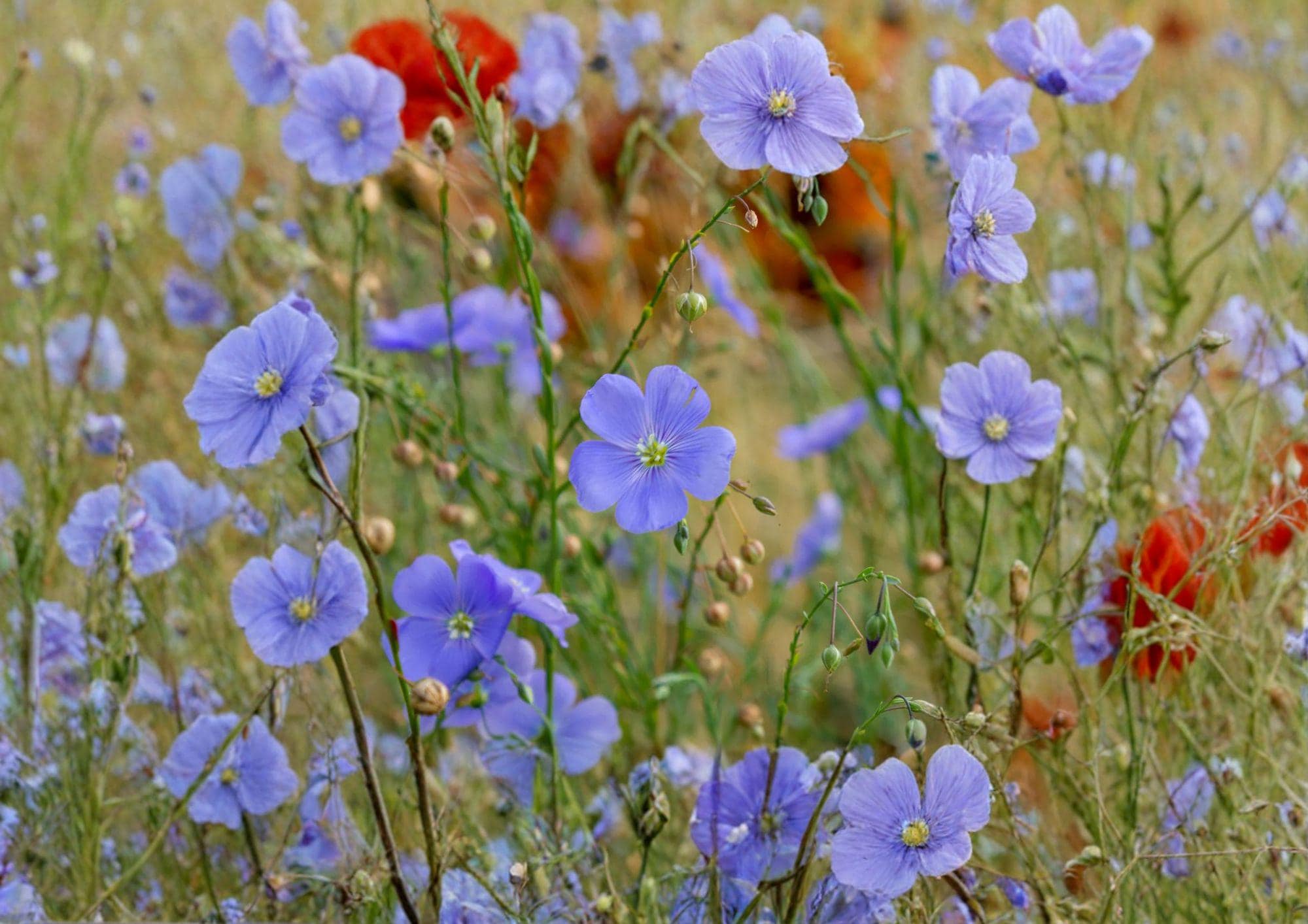 Common Flax Seeds - Blue Flowering Pollinator Plant for Garden Beds, Edible & Fiber Seeds, Linum usitatissimum, Annual