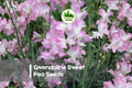 Gwendoline Sweet Pea Seeds – Pink Fragrant Climbing Flower, Lathyrus odoratus, 50+ Seeds for Garden, Cut-Flowers & Trellises