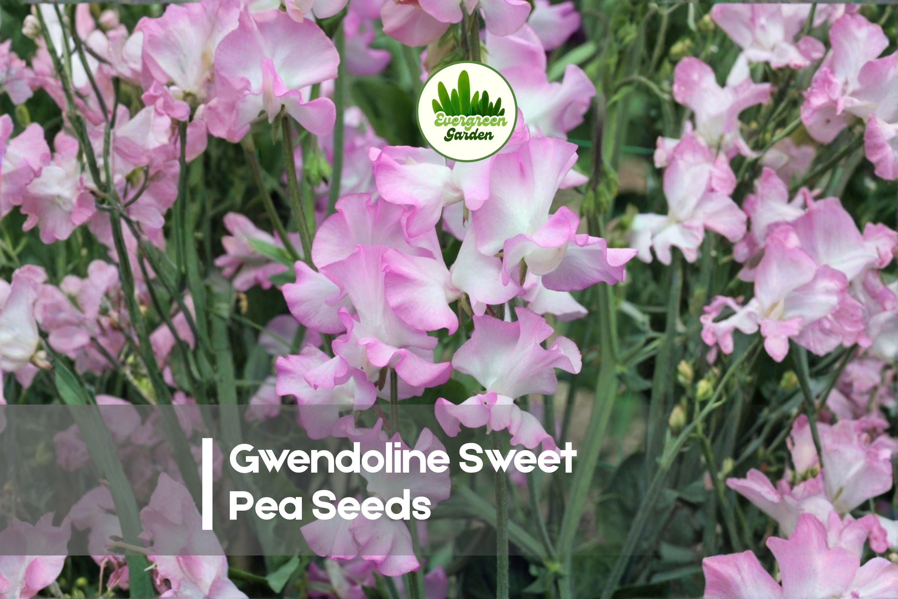Gwendoline Sweet Pea Seeds – Pink Fragrant Climbing Flower, Lathyrus odoratus, 50+ Seeds for Garden, Cut-Flowers & Trellises