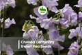 Chelsea Centenary Sweet Pea Seeds, Pink Fragrant Climbing Vine, Lathyrus odoratus, 50+ Seeds
