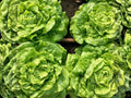 Tom Thumb Lettuce Seeds, Compact Butterhead Lettuce, Light Green, Lactuca sativa, 1000 Seeds for Garden & Container Planting