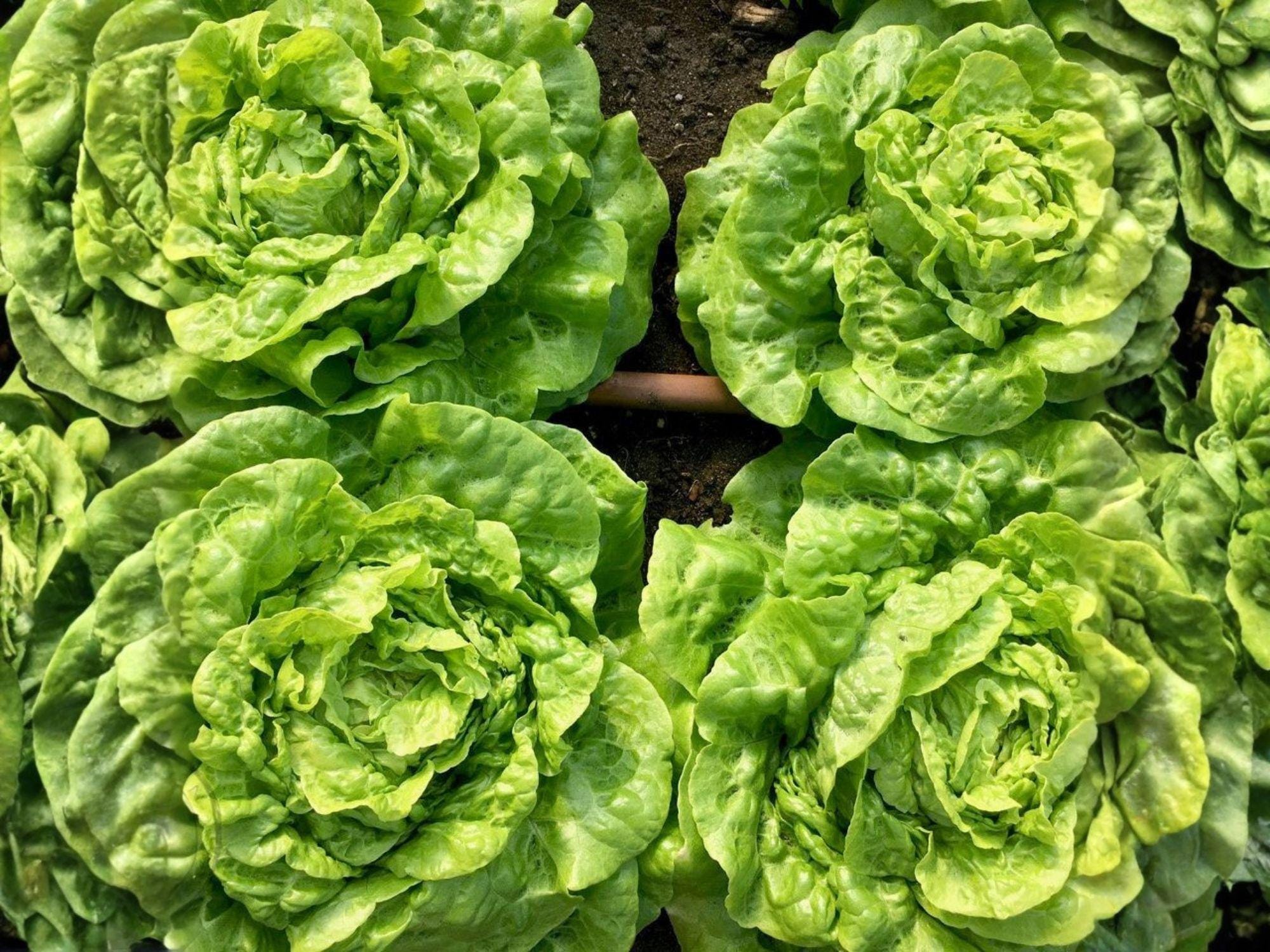Tom Thumb Lettuce Seeds, Compact Butterhead Lettuce, Light Green, Lactuca sativa, 1000 Seeds for Garden & Container Planting