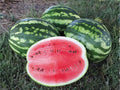 Crimson Sweet Watermelon Seeds – Heirloom Summer Fruit Seeds for Home Garden, 10 Pack, Juicy Red Flesh, Green Striped Rind