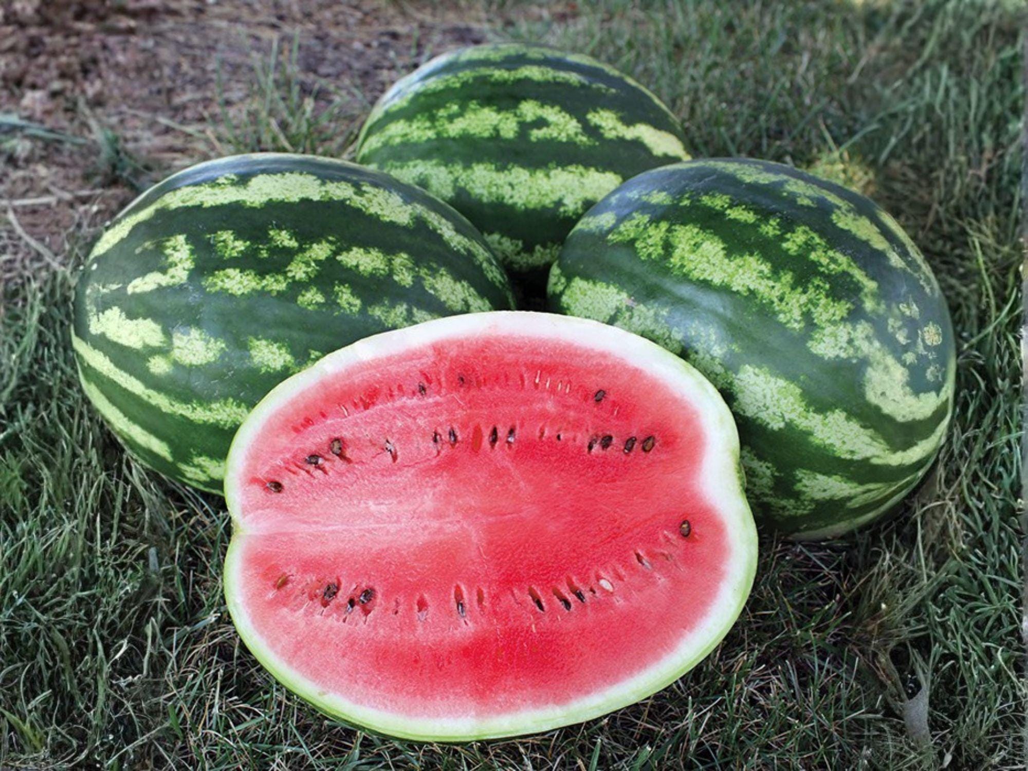 Crimson Sweet Watermelon Seeds – Heirloom Summer Fruit Seeds for Home Garden, 10 Pack, Juicy Red Flesh, Green Striped Rind