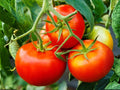 VR Moscow Heirloom Tomato Seeds – Cold Hardy Red Indeterminate Vegetable, 30 Seeds