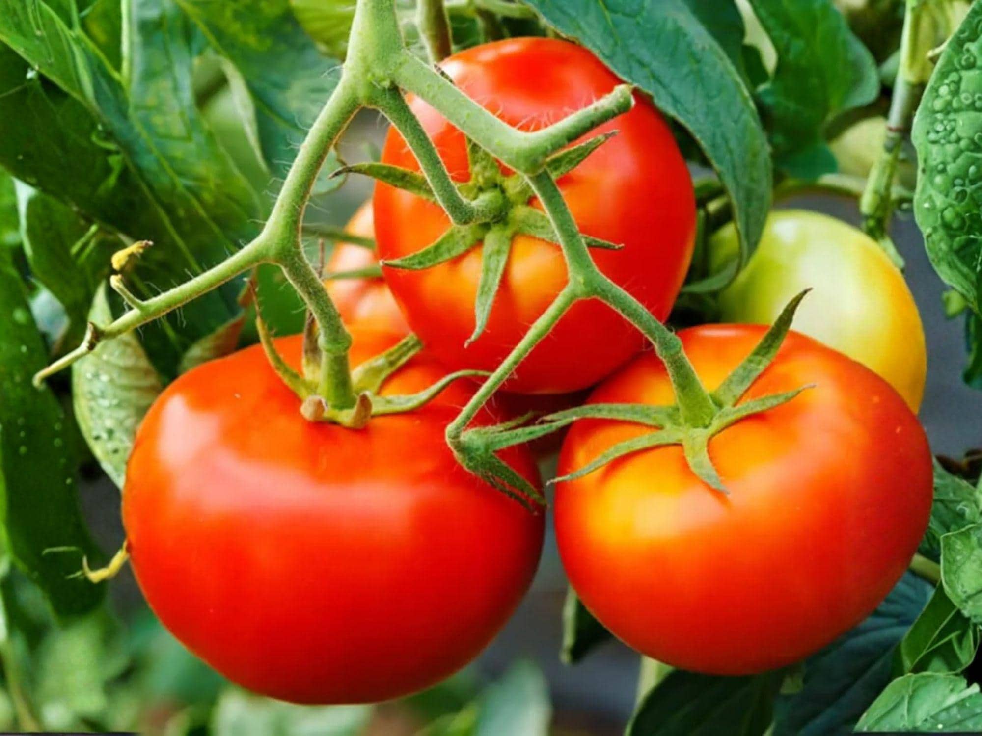 VR Moscow Heirloom Tomato Seeds – Cold Hardy Red Indeterminate Vegetable, 30 Seeds