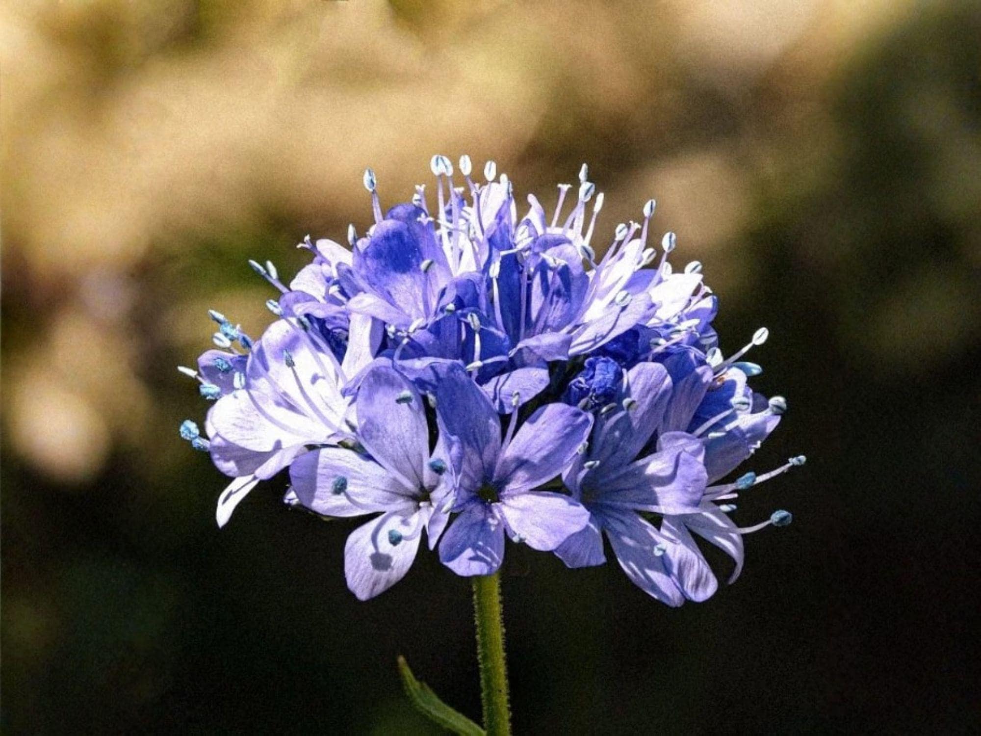 Gilia Capitata Seeds – Globe Bluehead Wildflower, Pollinator Annual, Vibrant Blue Flowers, Drought Tolerant, 100 Seeds