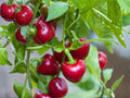 Red Cherry Sweet Pepper Seeds – Heirloom Compact Cherry Peppers for Garden, Pickling, and Salad | Capsicum annuum
