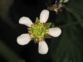 Geum canadense Seeds – White Avens Native Perennial for Shade Gardens – Woodland Wildflower & Pollinator Plant