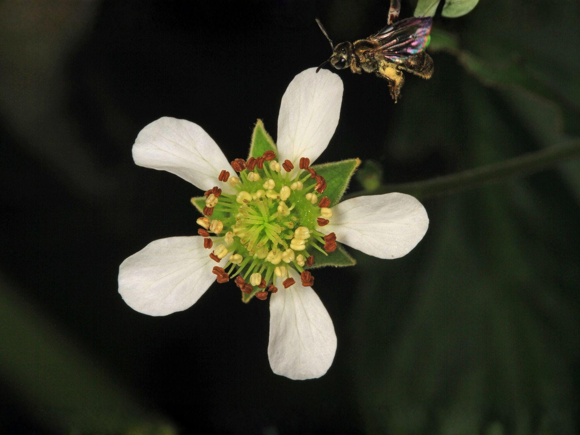 Geum canadense Seeds – White Avens Native Perennial for Shade Gardens – Woodland Wildflower & Pollinator Plant
