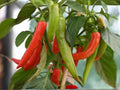 Italian Pepperoncini Seeds – 25 Sweet Pickling Pepper Garden Seeds for Containers & Garden Beds, Mild Flavor, Slender Curved Peppers