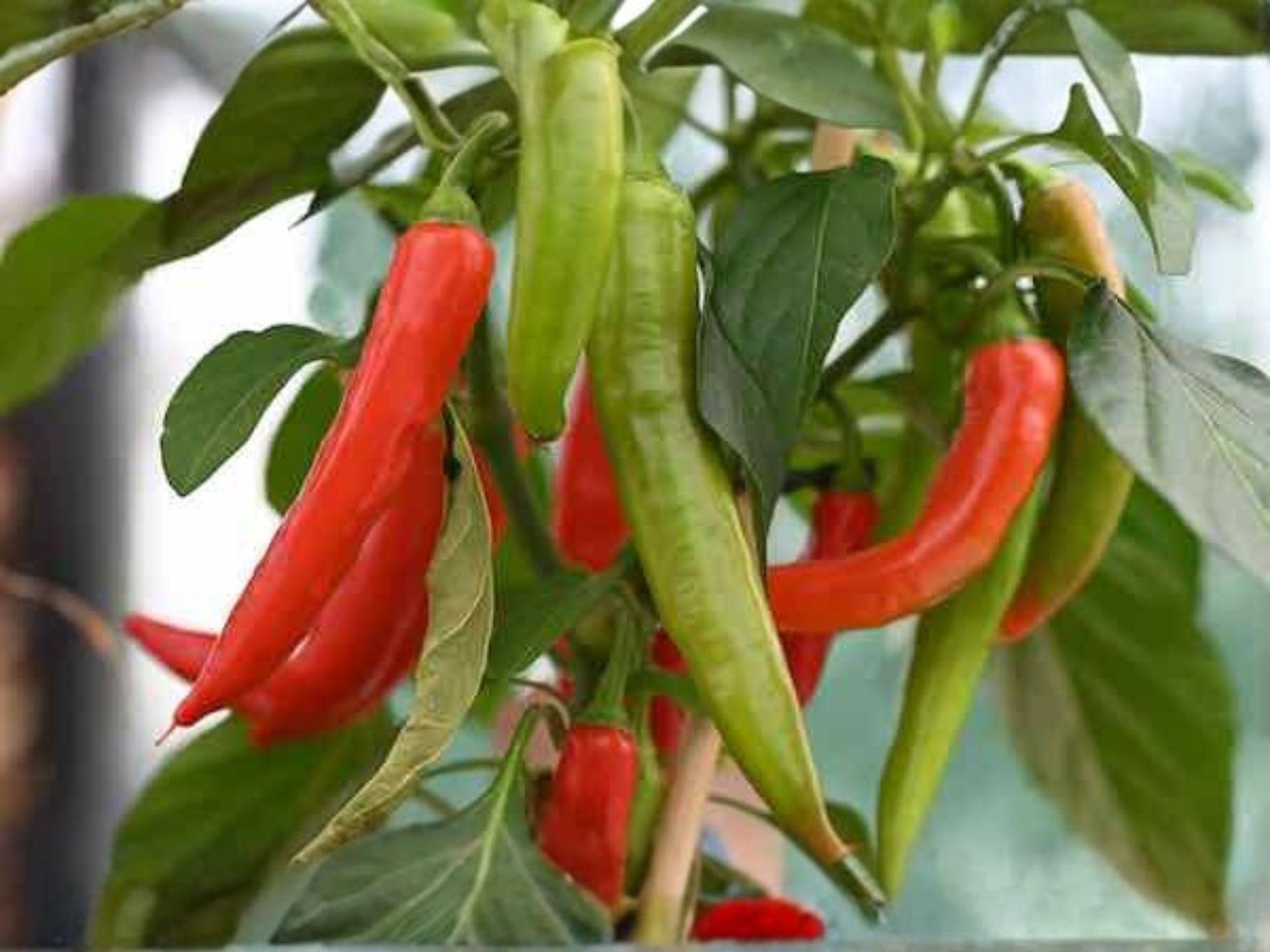 Italian Pepperoncini Seeds – 25 Sweet Pickling Pepper Garden Seeds for Containers & Garden Beds, Mild Flavor, Slender Curved Peppers