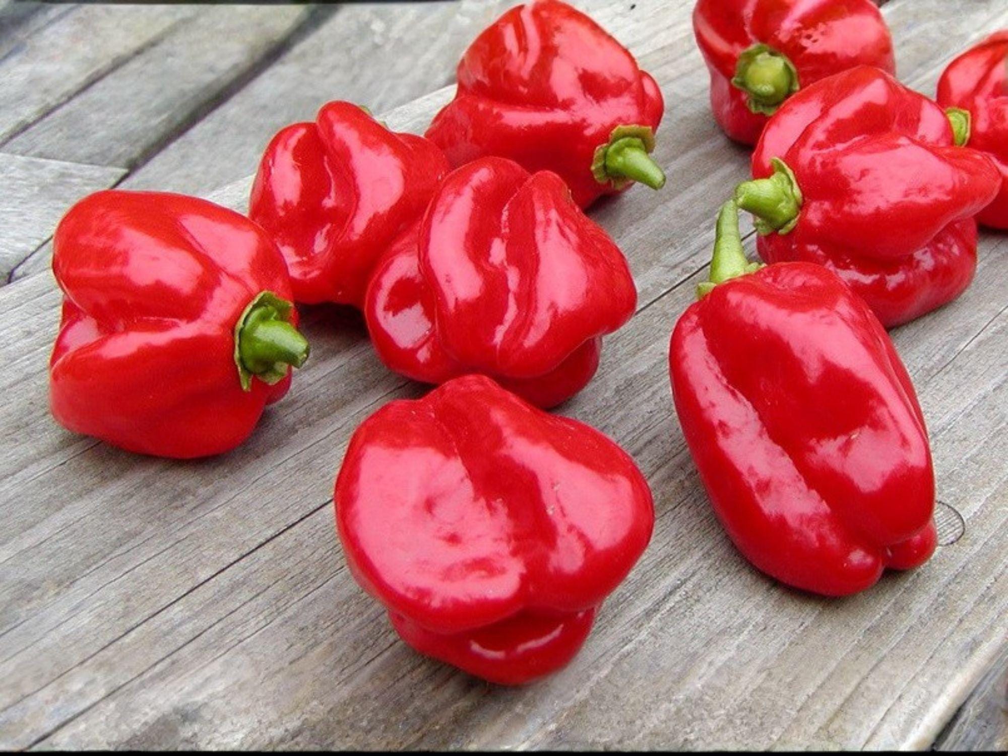 Caribbean Red Habanero Seeds – 25 Extra Hot Pepper Garden Seeds for Spicy Hot Sauce & Caribbean Cuisine