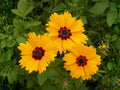 Coreopsis basalis Seeds – Golden Wave Tickseed – Yellow Red Annual Wildflower for Pollinator Gardens, Borders, and Cottage Gardens