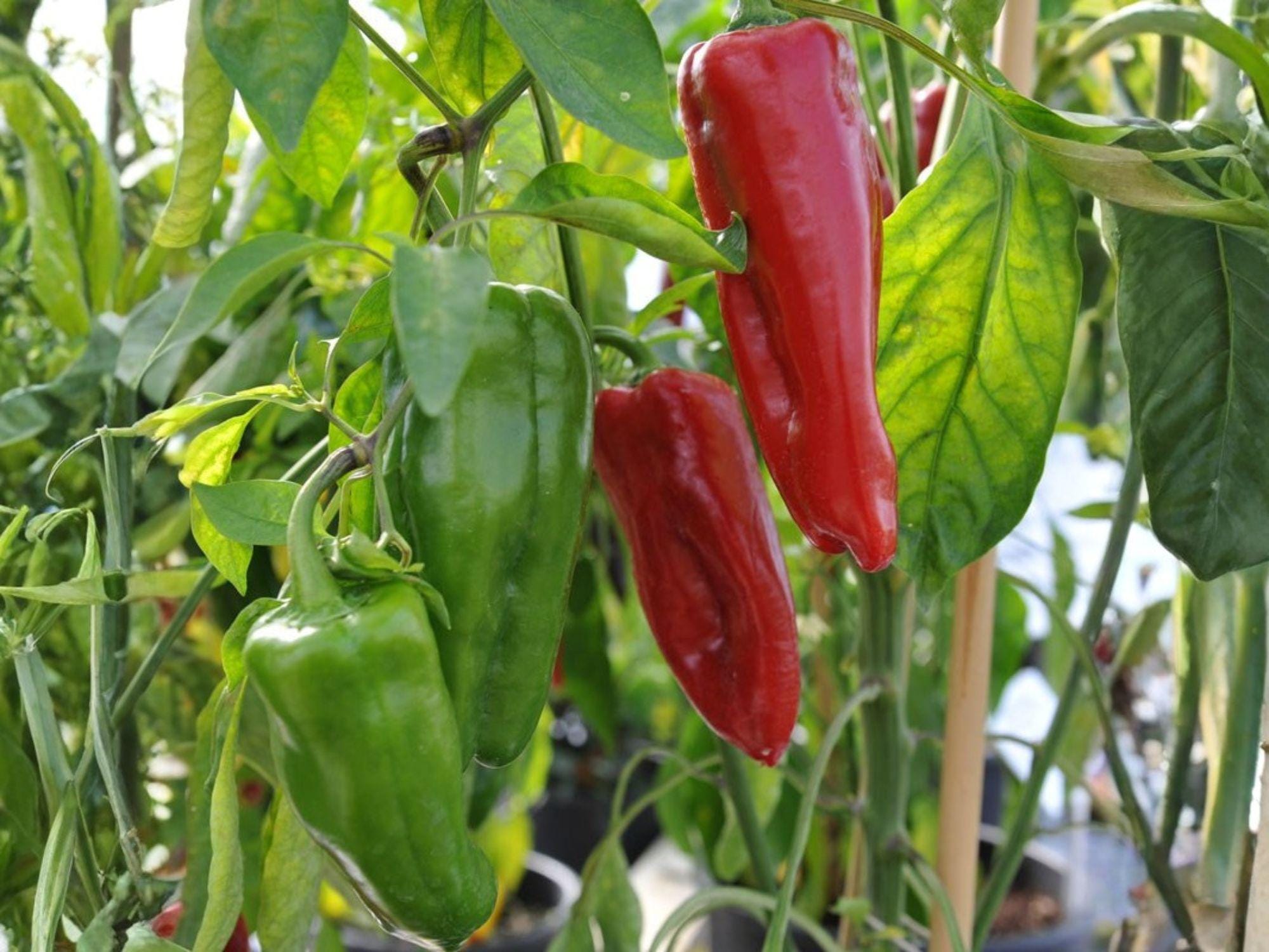 Giant Marconi Red Pepper Seeds – Heirloom Italian Sweet Frying Peppers – Long Tapered Fruits, Rich Flavor, 25 Seeds