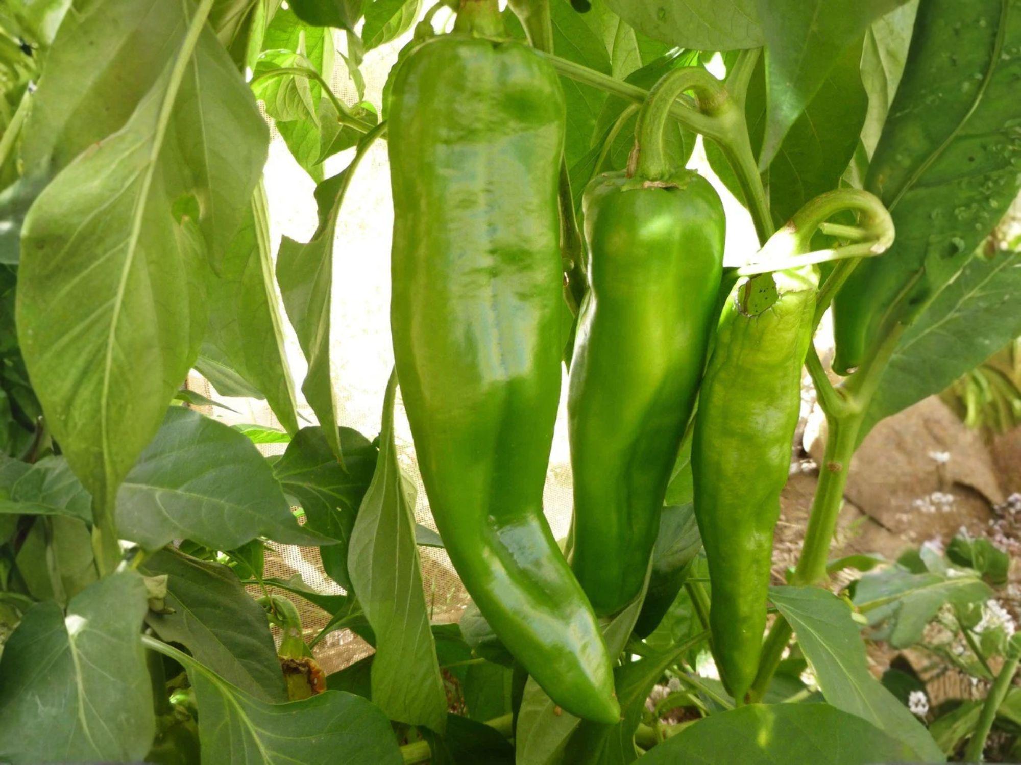 Barker Hot Pepper Seeds – 25 New Mexico Chili Garden Seeds for Roasting, Stuffing, Grilling, Southwest Cuisine, Medium Heat