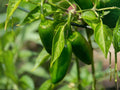 Sandia Hot Pepper Seeds – 25 New Mexico Red Chile Garden Seeds, Long Green to Red Pods, Medium to Hot Heat, Southwest Cuisine