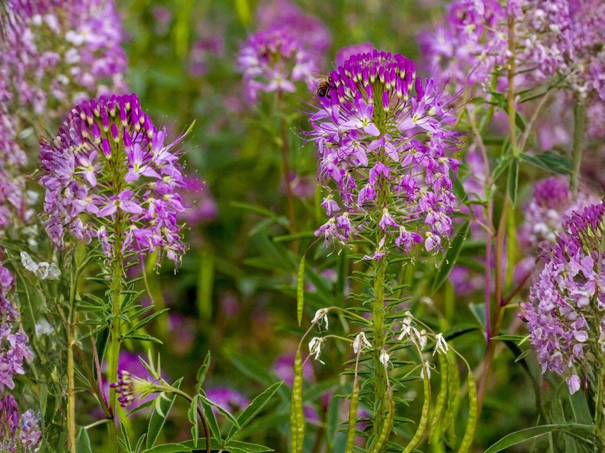 Cleome serrulata Seeds – Rocky Mountain Bee Plant Native Wildflower for Pollinator Gardens & Prairie Plantings