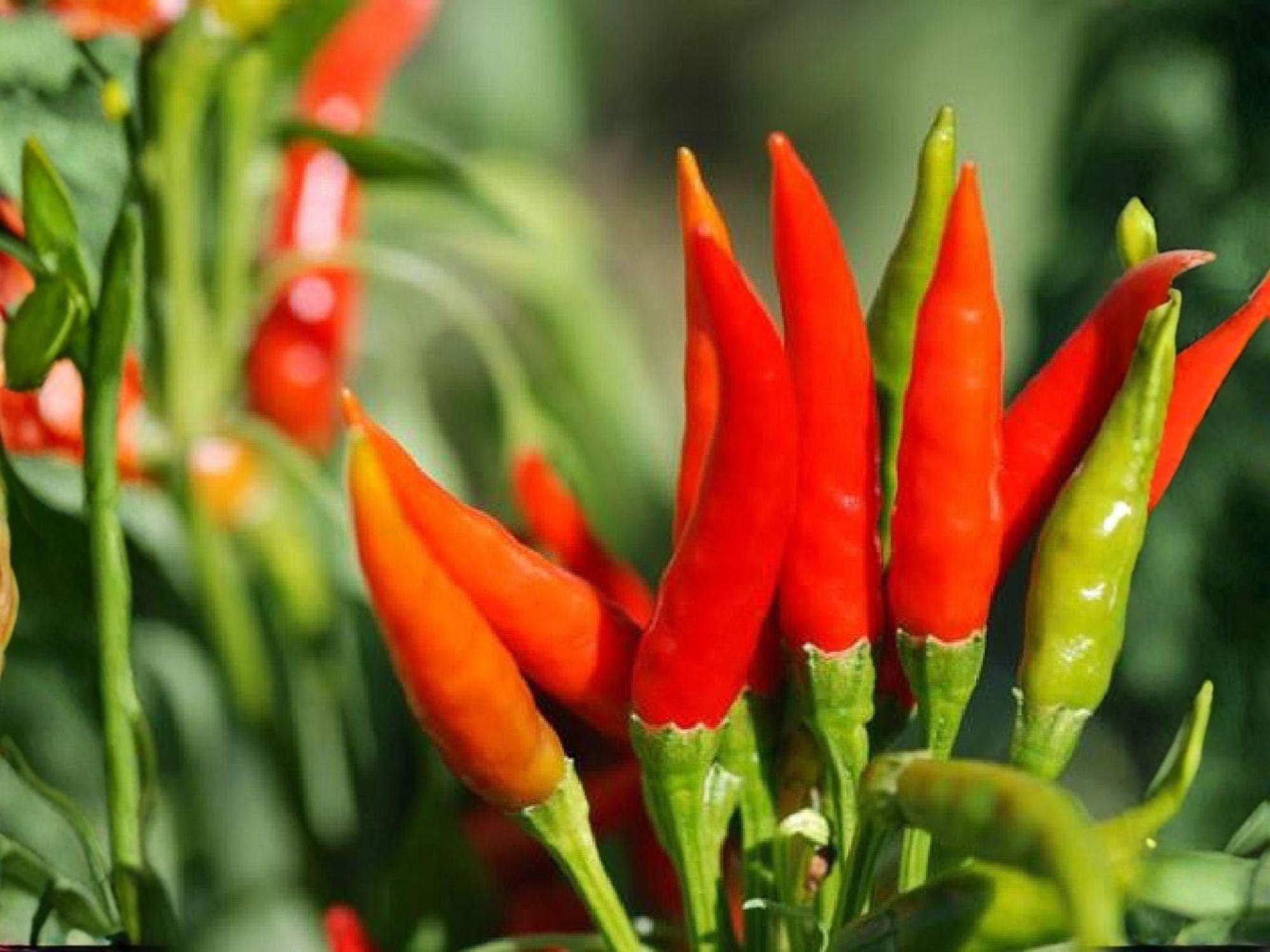 Tabasco Hot Pepper Seeds – 25 Capsicum frutescens Chili Seeds for Hot Sauce, Spicy Cooking, Container Gardening