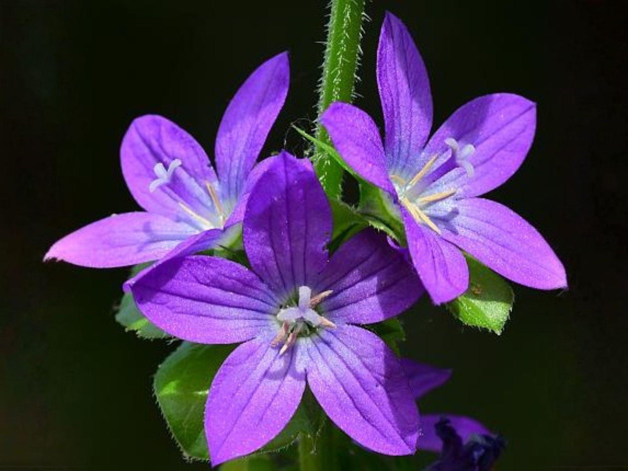 Triodanis Perfoliata Seeds – Venus’ Looking Glass Native Wildflower – Blue-Violet Annual for Prairie Gardens & Wildflower Meadows