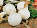 Blanco Duro Onion Seeds – 50 White Storage Garden Seeds for Fresh Slicing, Cooking, and Long-Term Storage | Allium cepa