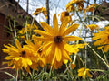 Swamp Sunflower Seeds 100 Non-GMO Heirloom Wildflower Helianthus angustifolius for Native Garden Pollinator Support