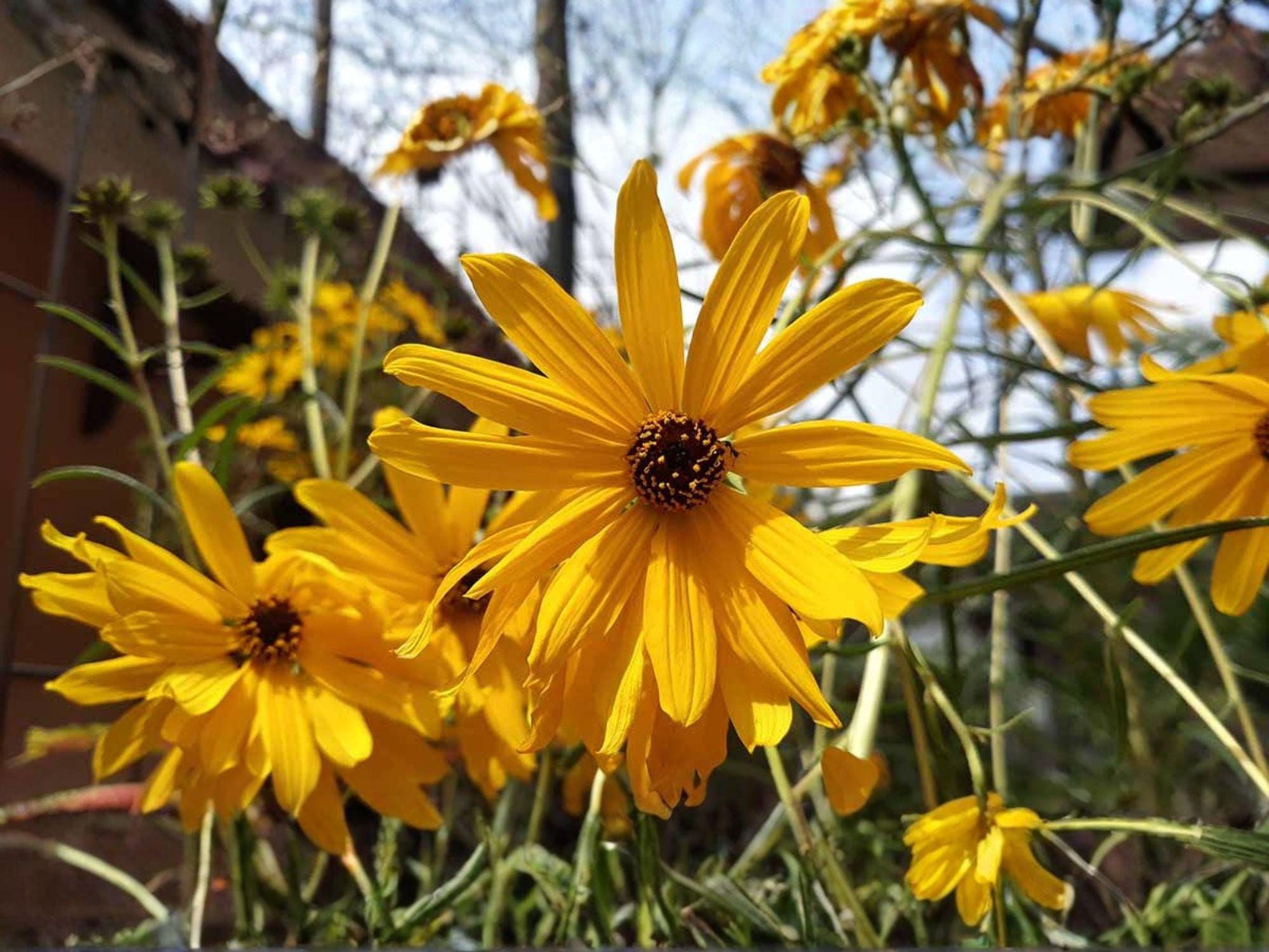 Swamp Sunflower Seeds 100 Non-GMO Heirloom Wildflower Helianthus angustifolius for Native Garden Pollinator Support