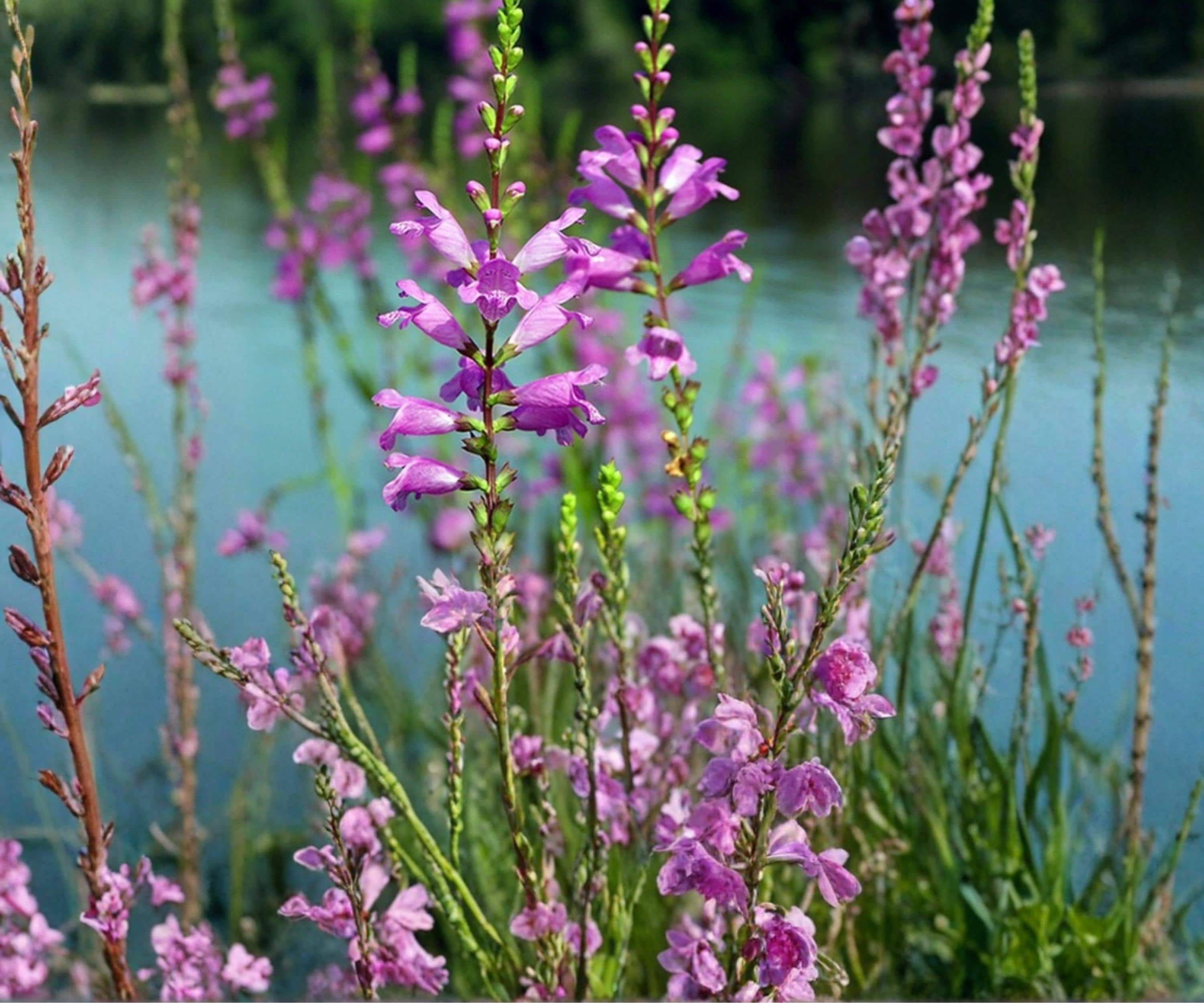Obedient Plant Live Pond Plant – Hardy Bog & Marginal Water Garden Lavender Flowers – Physostegia