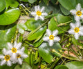Water Snowflake Live Plant – Nymphoides indica – Floating Pond Plant for Water Gardens and Ponds