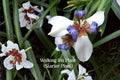 Walking Iris Plant | Neomarica gracilis | Exotic White & Blue Flowers | Hardy Garden & Indoor Plant | 4-6 Inch Live Plant