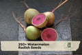 250+ Watermelon Radish Seeds | Raphanus sativus | Heirloom Root Vegetable with Green Exterior & Pink Interior