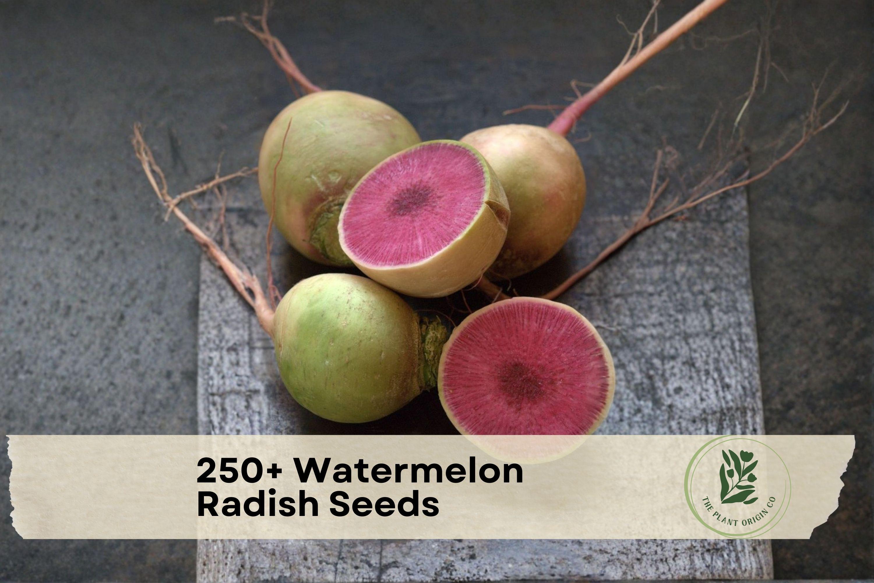 250+ Watermelon Radish Seeds | Raphanus sativus | Heirloom Root Vegetable with Green Exterior & Pink Interior